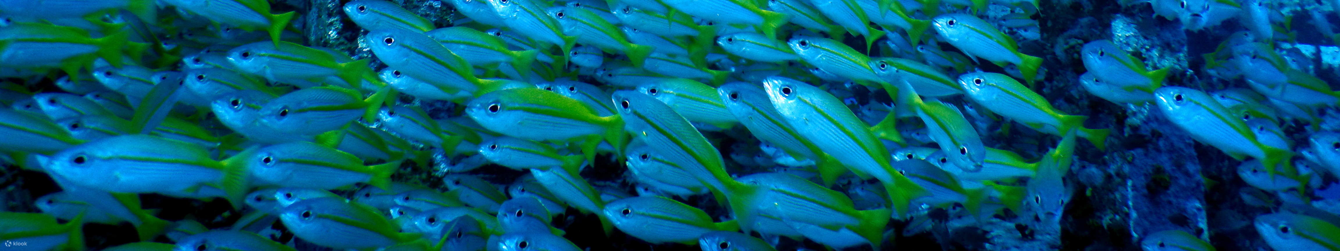 PADI Enriched Air Diver (Nitrox)