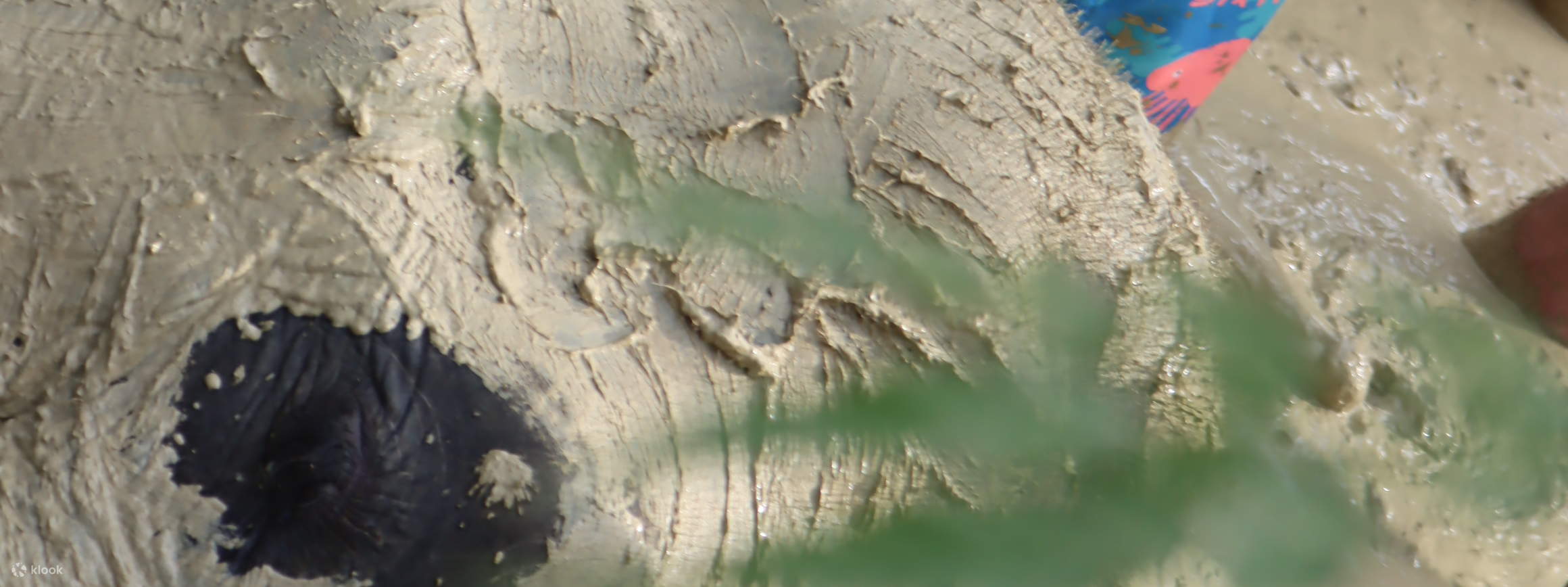 大象保护区甲米体验