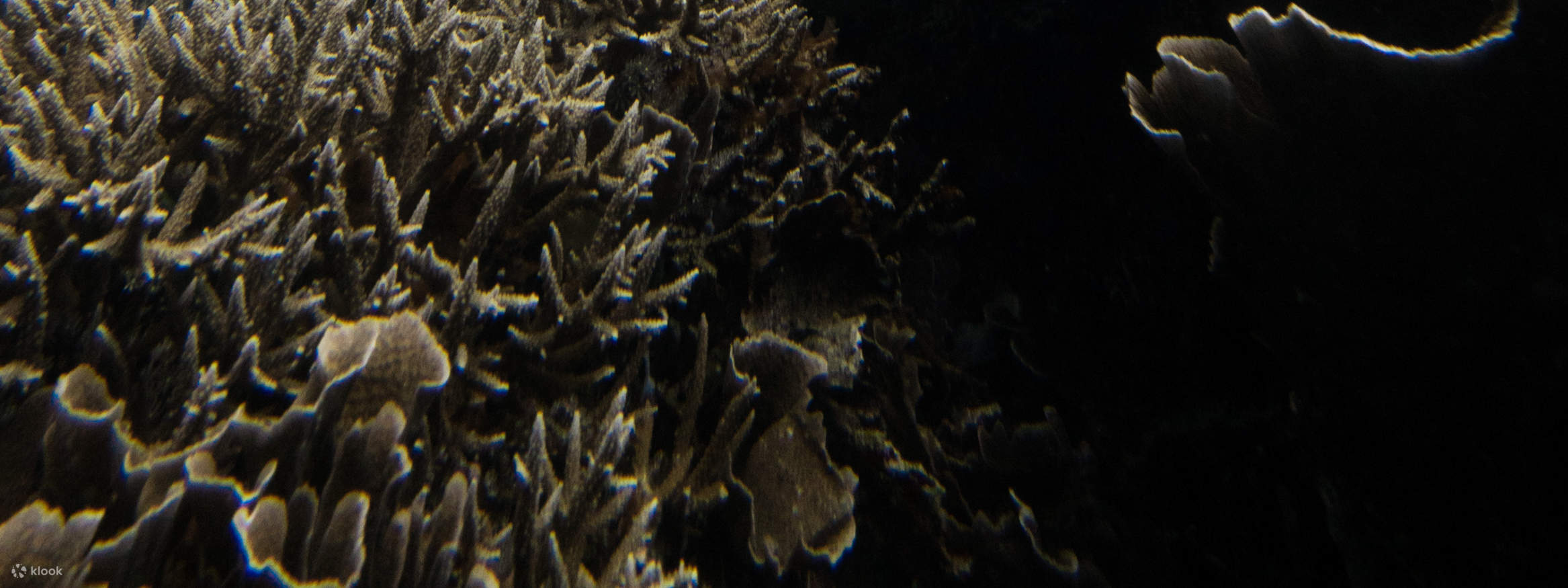 峇里岛高空跳水探险