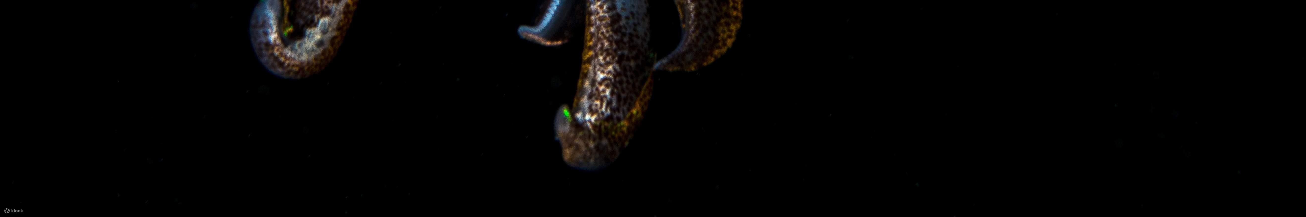 早上9点在卡瓦延潜水