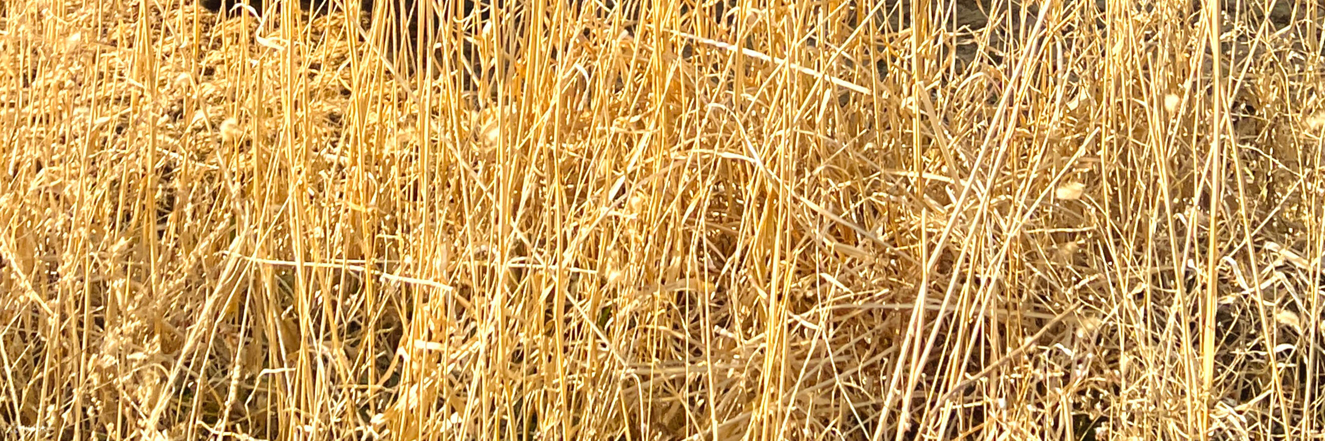 Penyewaan Hanbok Haeon Hanbok di Haeundae-gil, Busan