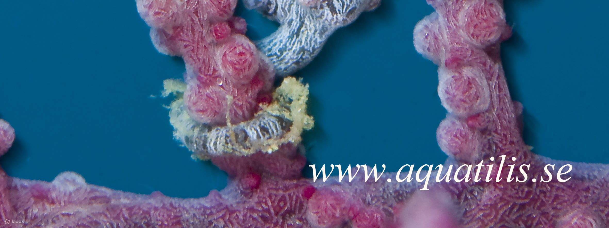 13:00 Tauchen in Cauayan