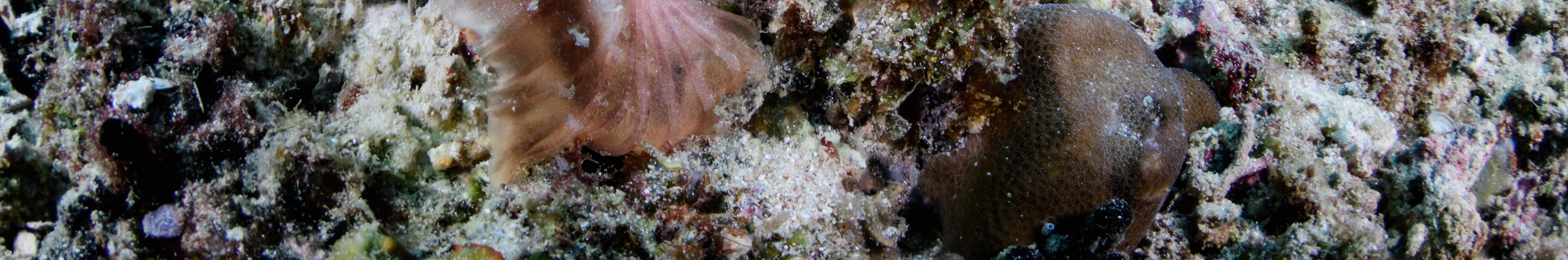 PADI Open Water Diver