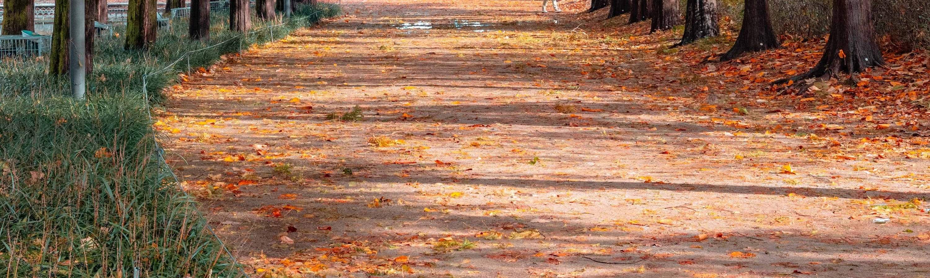 Jalur Musim Gugur di Seoul Forest Park – abadikan dedaunan musim gugur yang cemerlang di jalan setapak Seoul Forest Park yang paling Instagrammable.