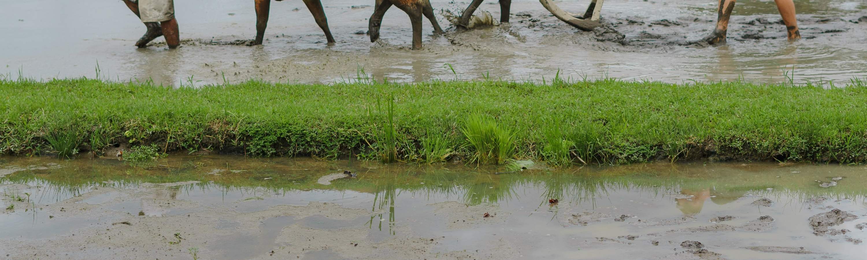 Viaje de curación balinesa, clase de cocina, ciclismo o experiencia de vida balinesa en Bali Rural Commune