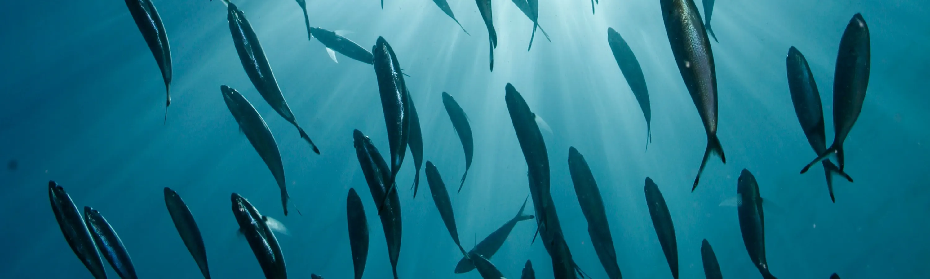 Witness the diverse marine life of Perhentian up close as you train for your Open Water Certification, preparing for unforgettable underwater encounters