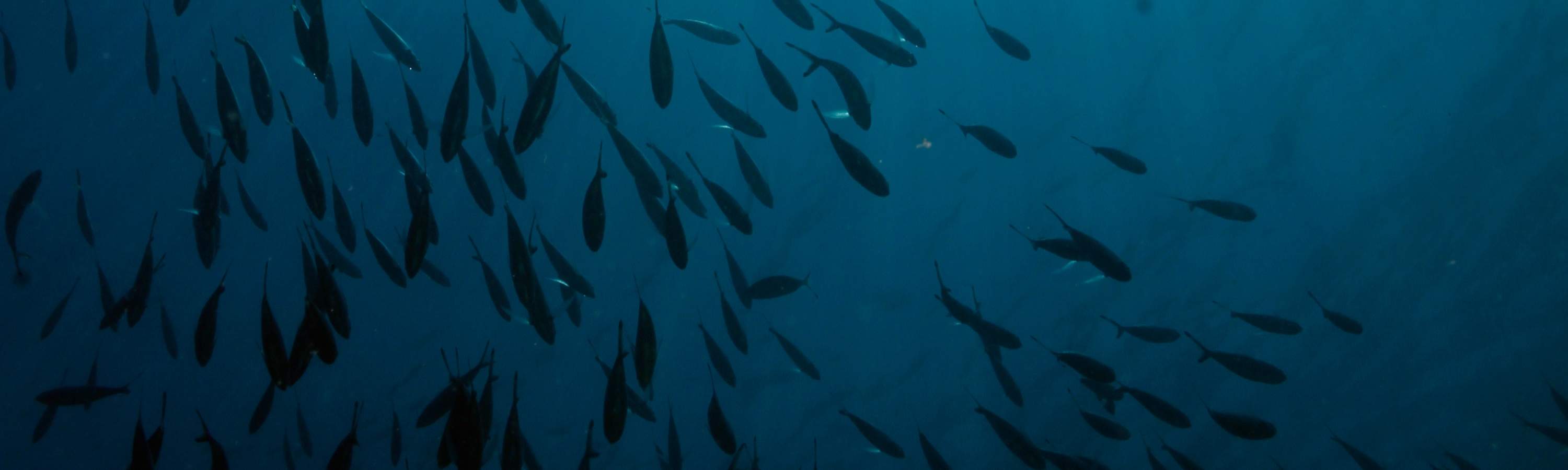 トゥンク・アブドゥル・ラーマン公園で、探検と驚きに満ちた充実した1日をお過ごしください。