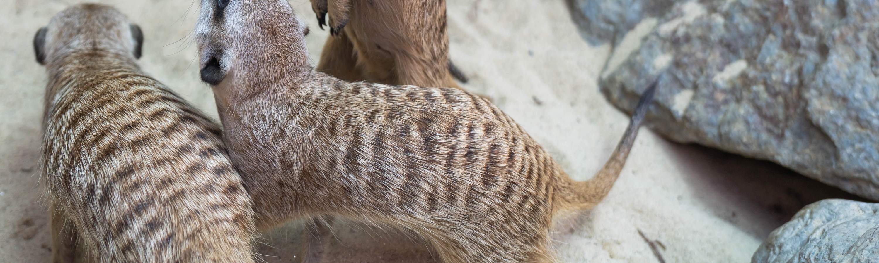 Театр «Звездный лес мечты»