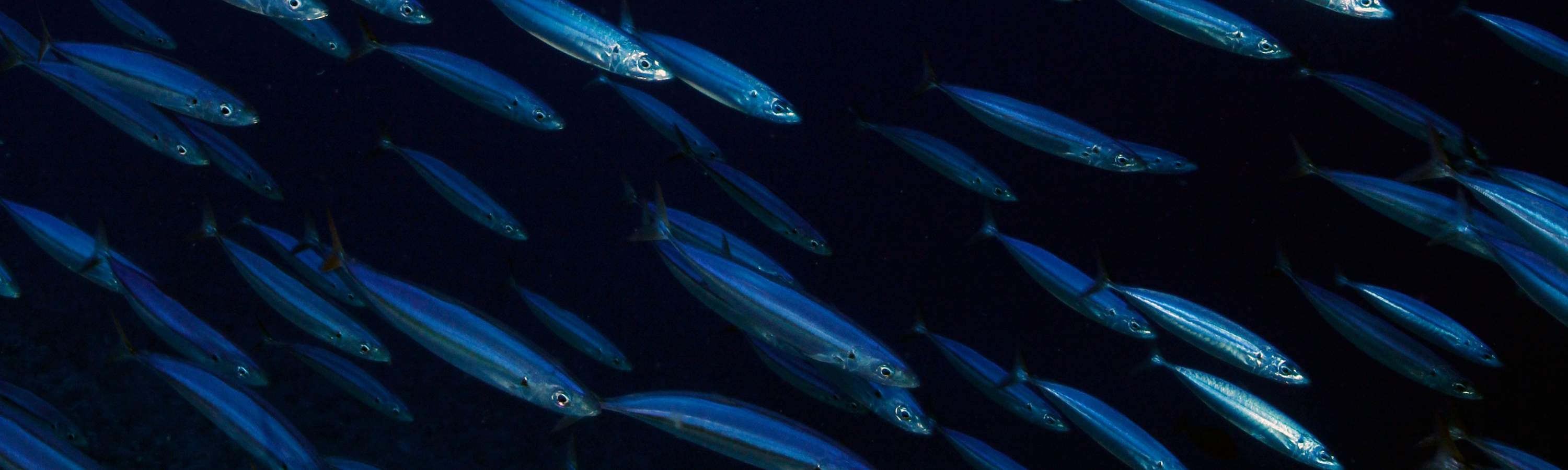 จากห้องเรียนสู่ท้องทะเลเปิด คอร์ส Open Water ใน เซมปอร์นา จะช่วยให้คุณมีทักษะและความมั่นใจในการผจญภัยดำน้ำที่น่าจดจำ