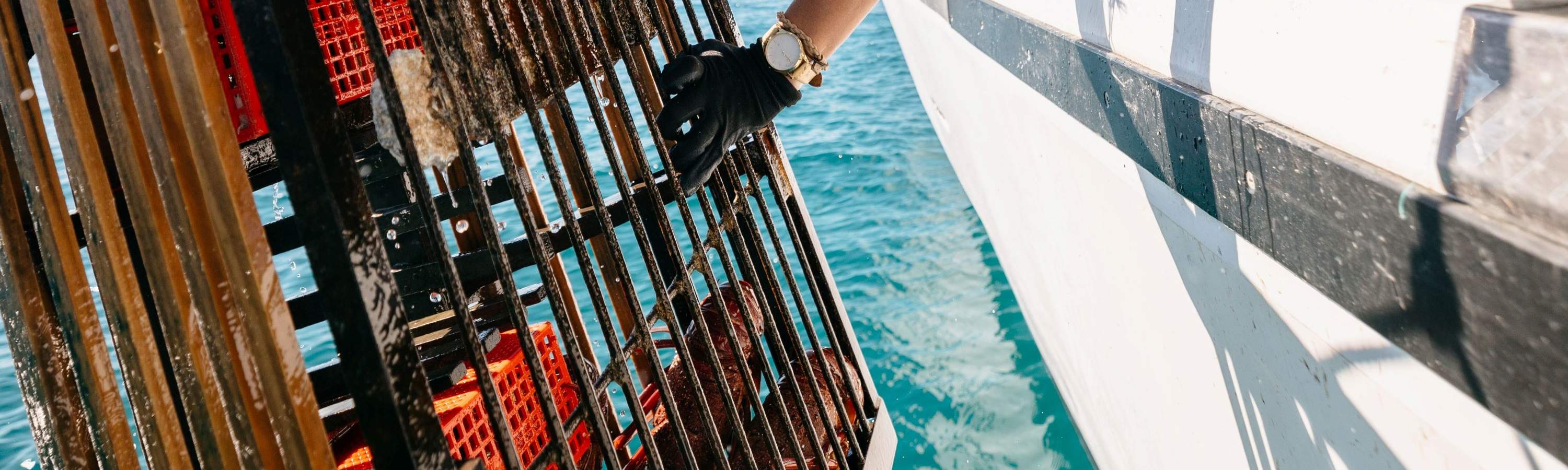 Crociera di lusso con frutti di mare all'isola di Rottnest