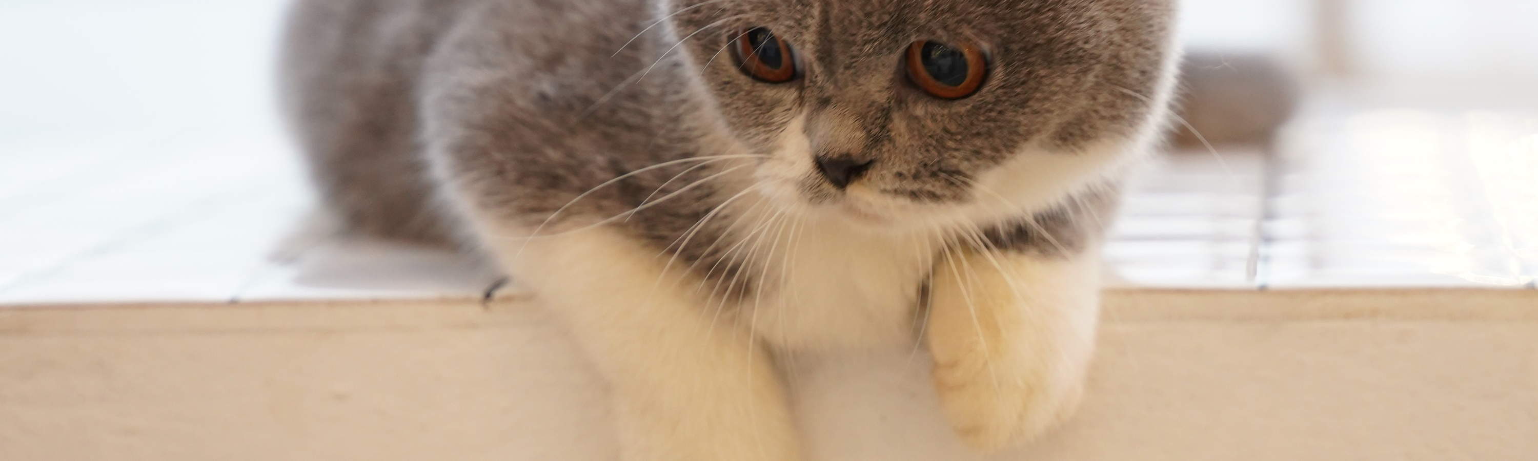 Katzen Café Pet Nirvana