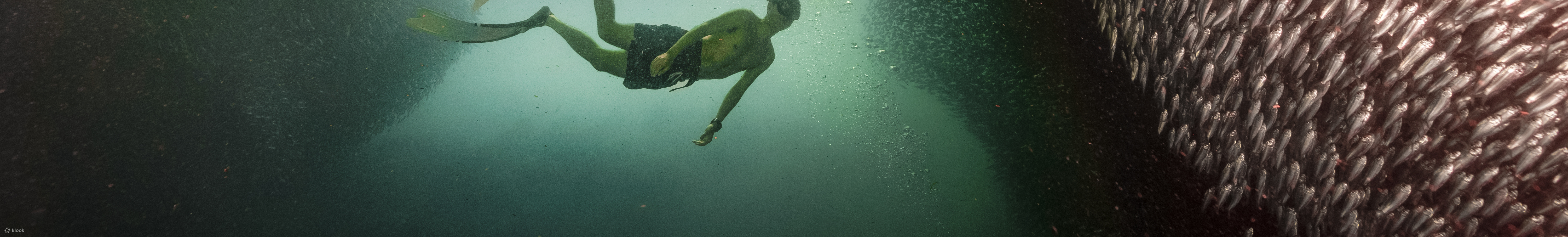 PADI Open Water Diver (E-learning)