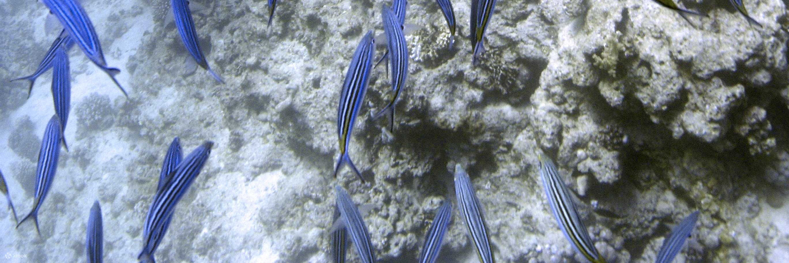 Mulailah petualangan scuba dengan kursus Discover Scuba Diving (DSD) di Cebu – sebuah inisiasi tak terlupakan ke dunia bawah laut.