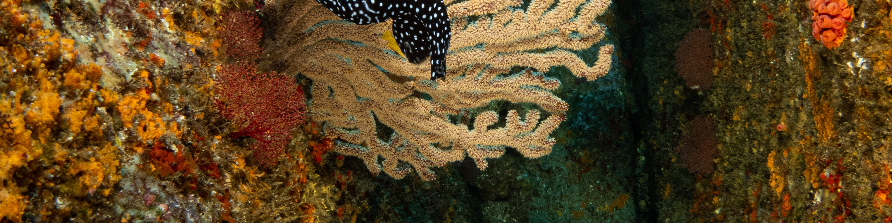 매크로 러버 다이브 패키지