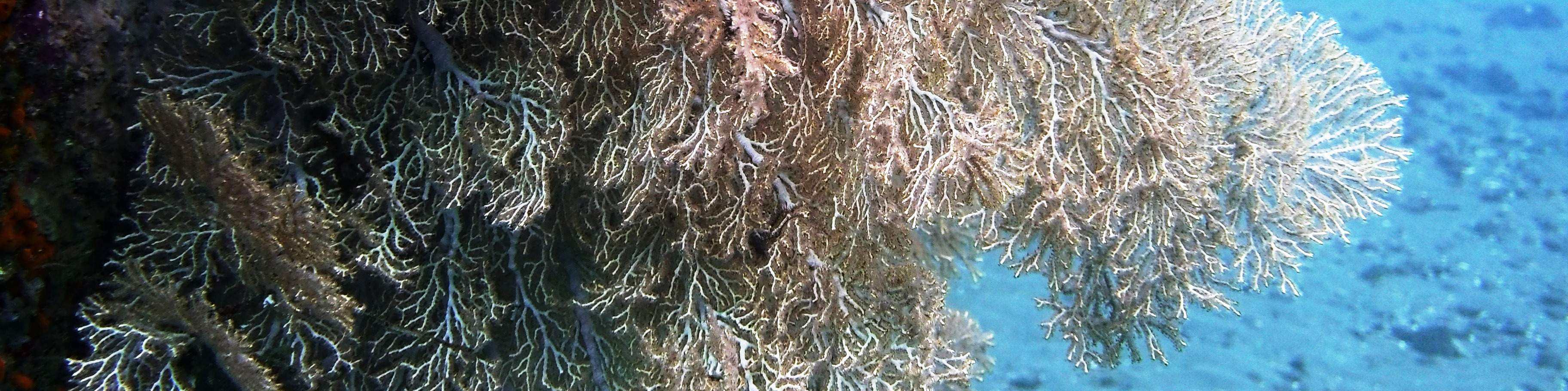 Два погружения к затонувшему кораблю в Туламбене