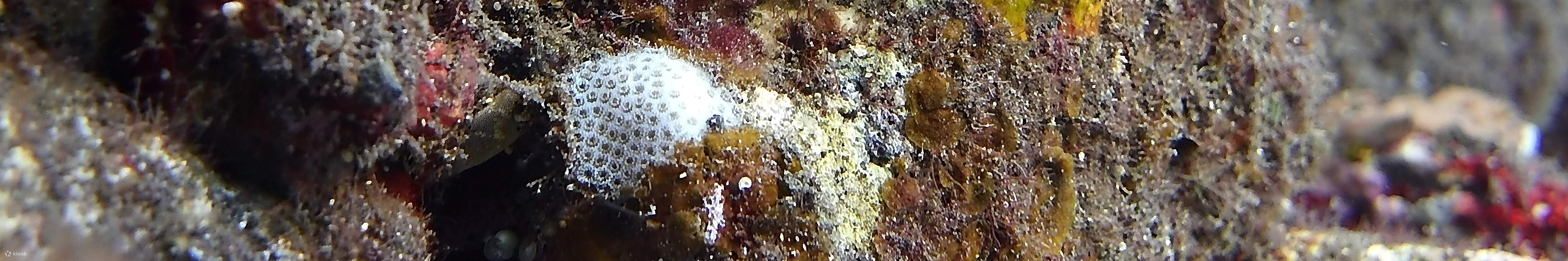 トランベン沈船での2回のダイビング