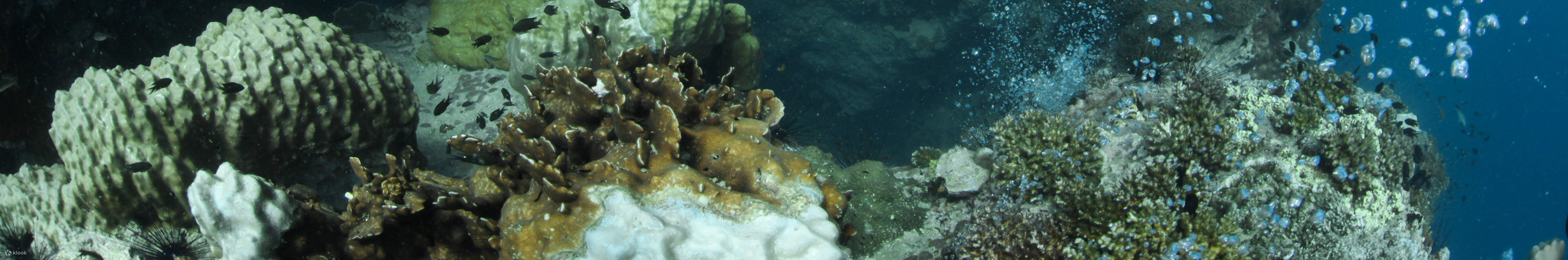 Excursion de plongée d'une demi-journée