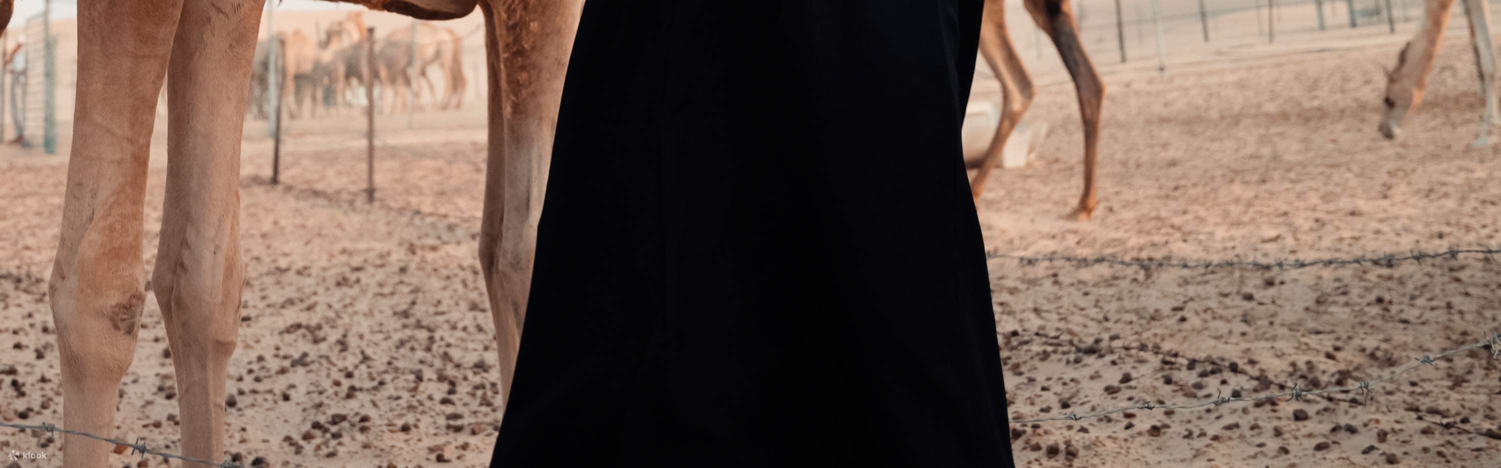 A woman and a camel in Dubai