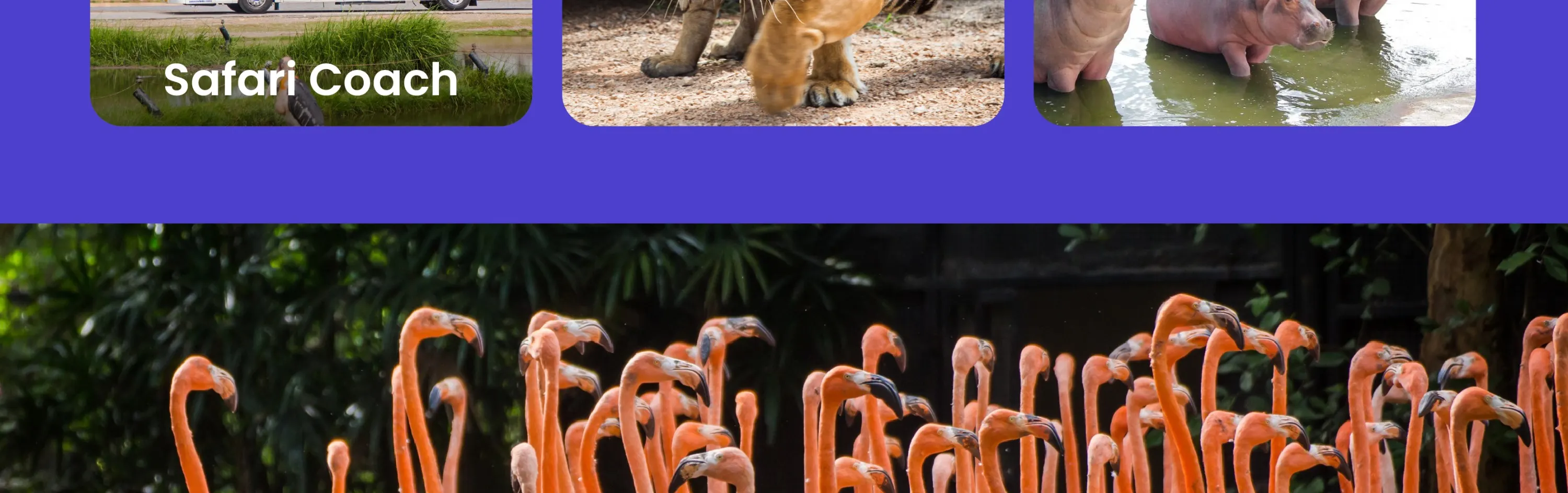 野生動物園必看