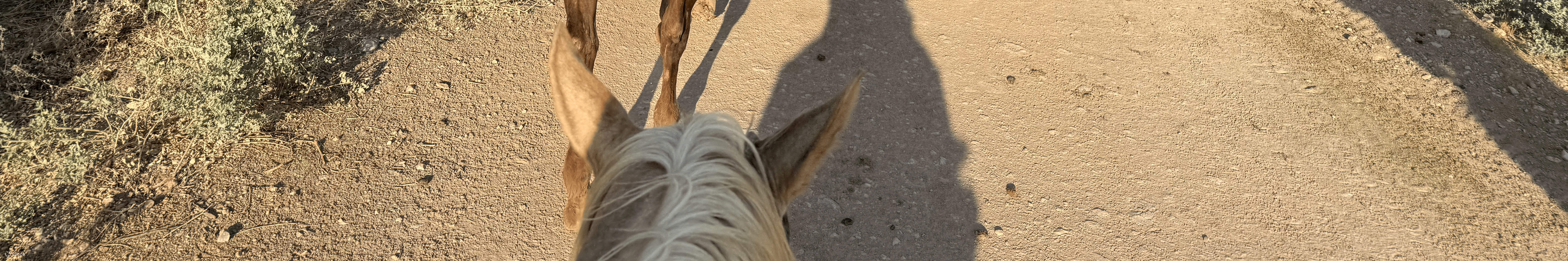 Explorez le magnifique paysage désertique à cheval lors de la Wild West Sunset Ride with Dinner à Vegas