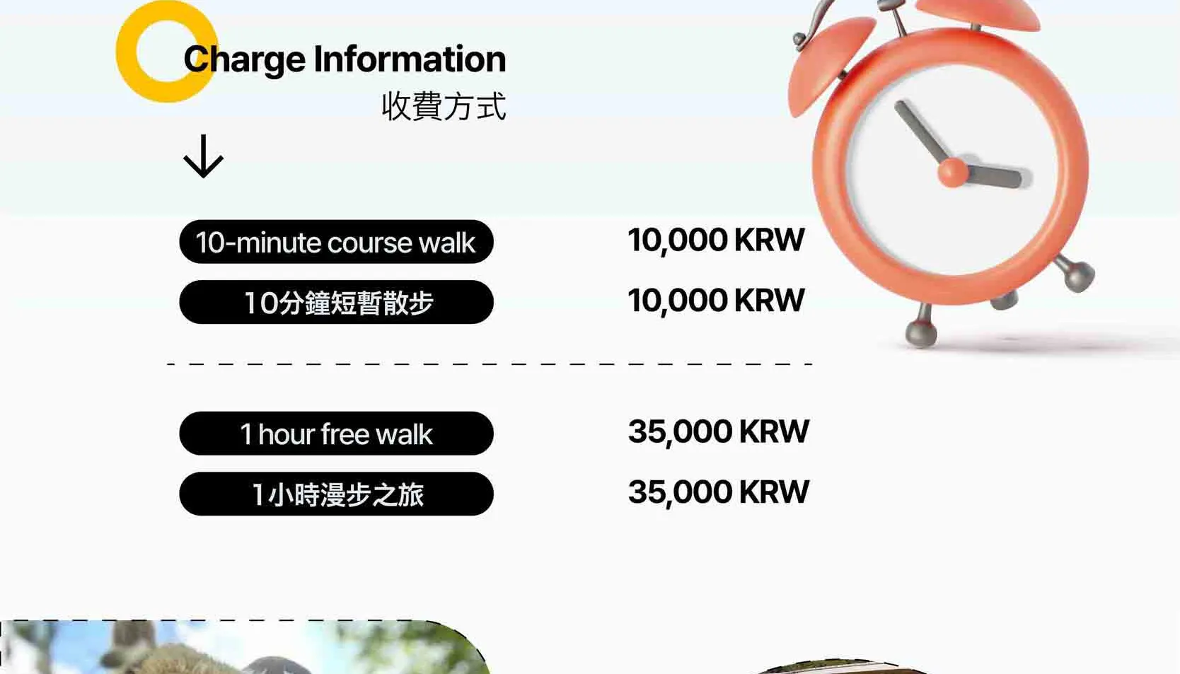 绵羊牧场 Tikcet（羊驼、绵羊、兔子） 京畿道加平