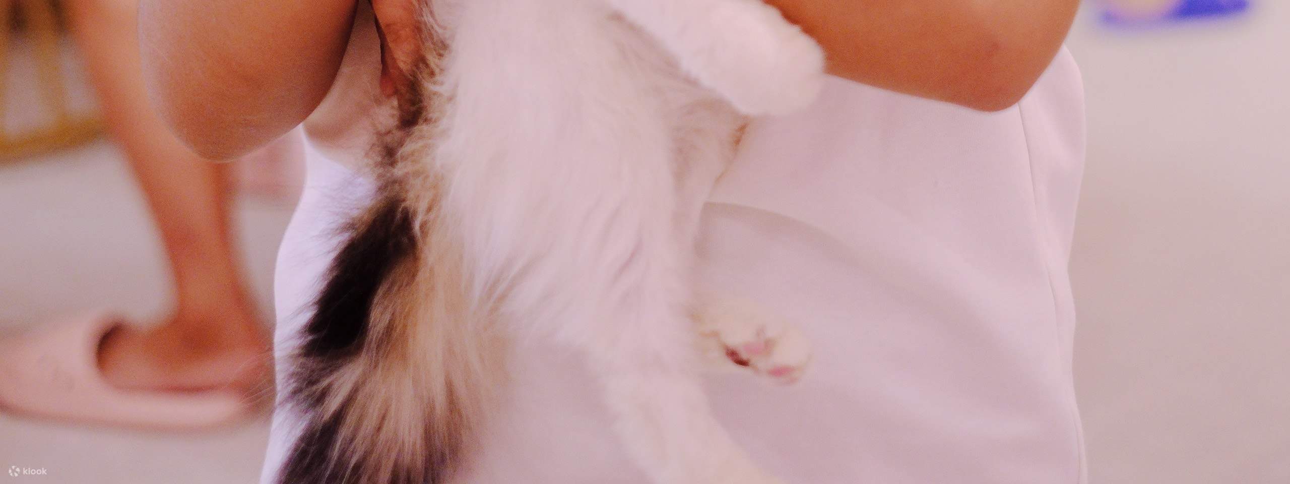 Chia sẻ nụ cười và những cái ôm âu yếm với những người bạn lông xù của chúng ta!