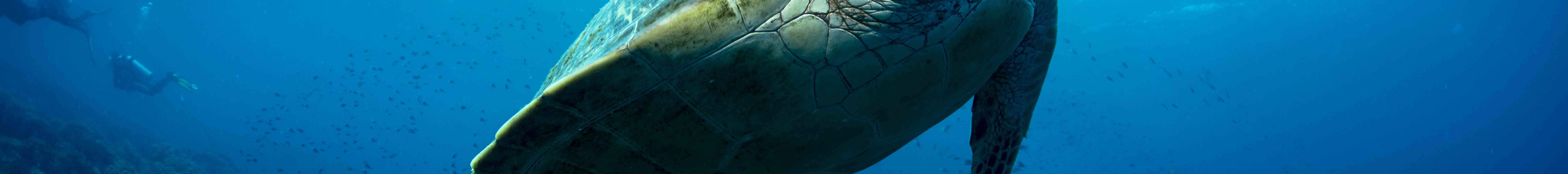 PADI Discover Scuba Diving