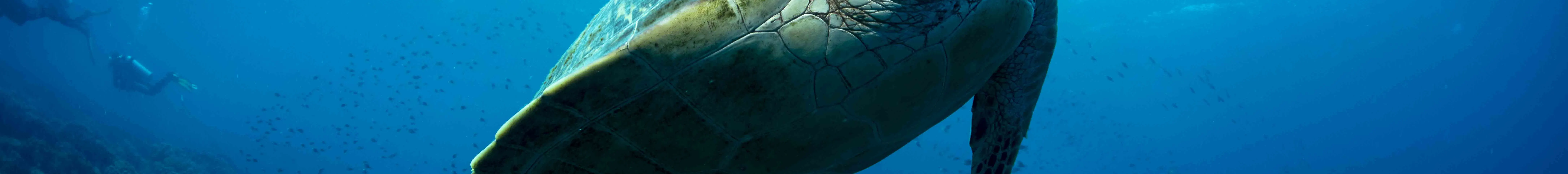 PADI 探索水肺潜水
