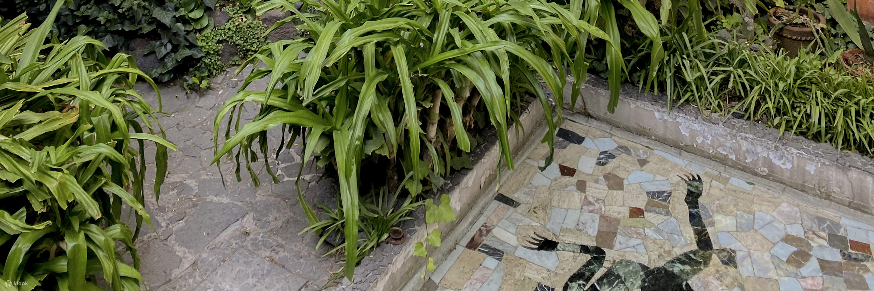 Frida Kahlo Museum Ticket