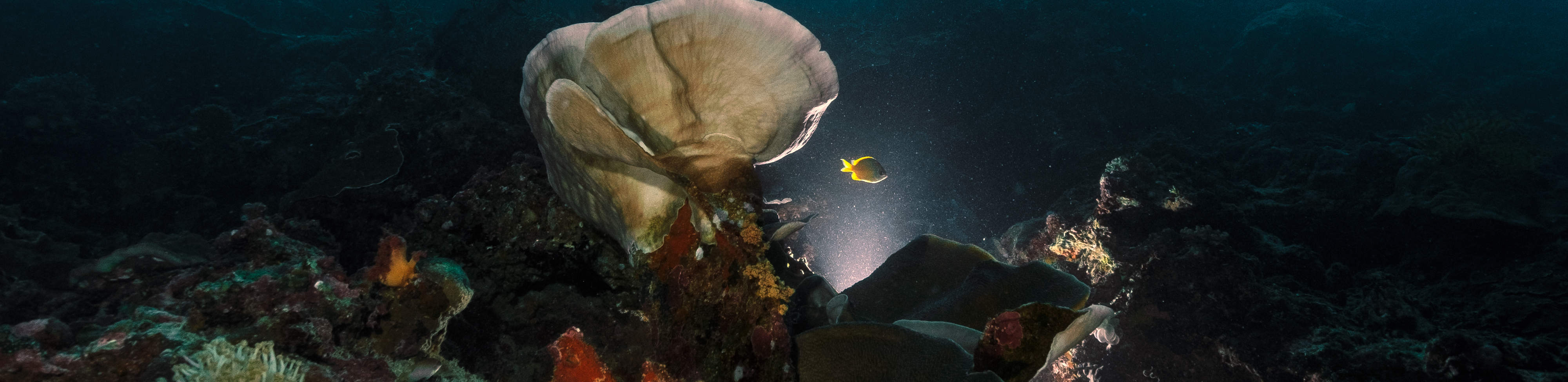 PADI Advanced Open Water Diver (E-learning)