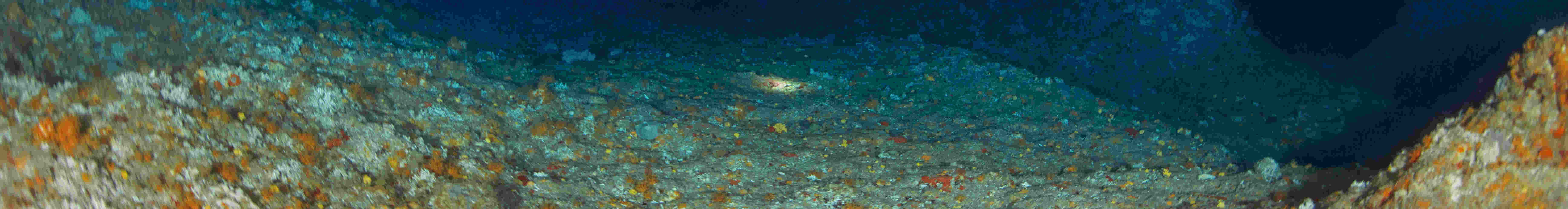 Chuyến đi lặn nửa ngày