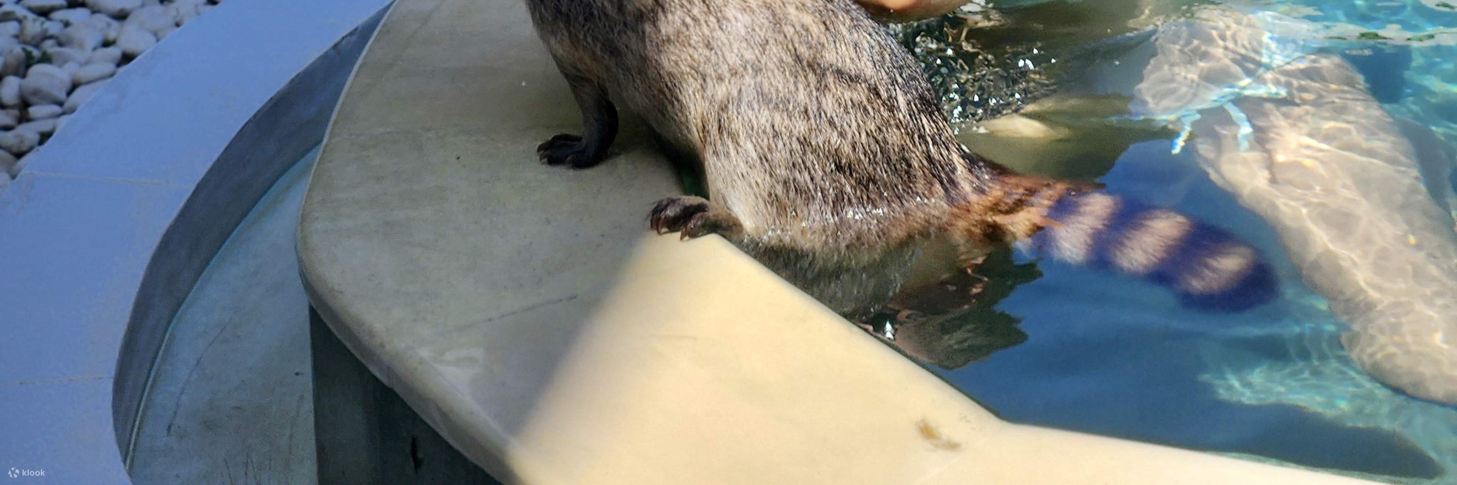 Pet Cafe und Lounge in Bali Pet Nirvana