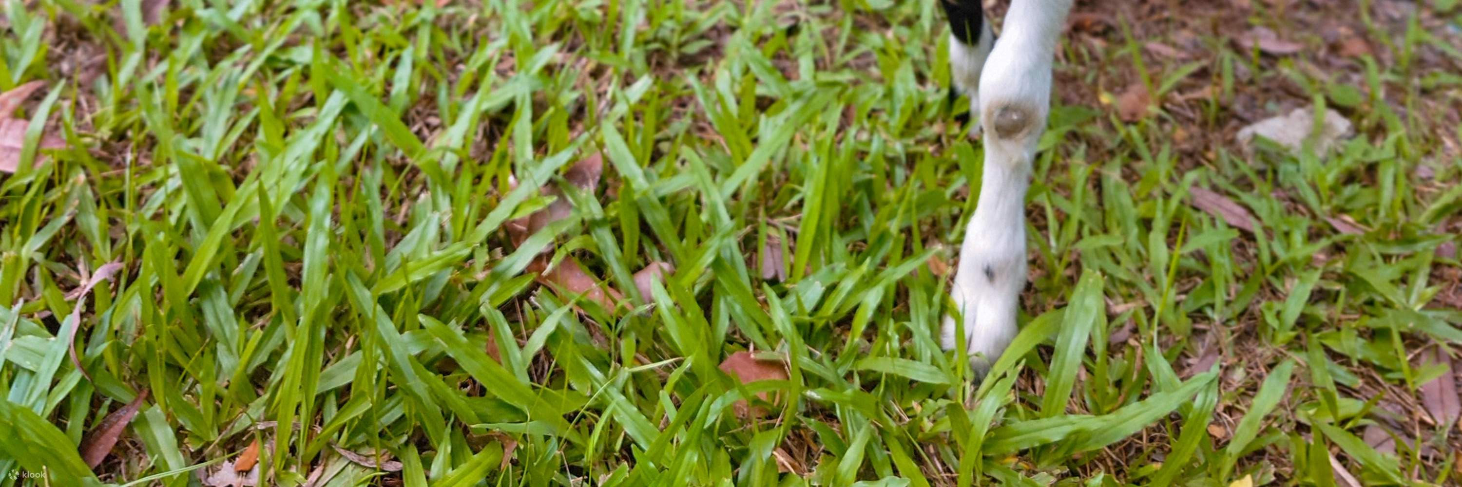 Granja Granero de Taoyuan: interacción cercana con pequeños animales