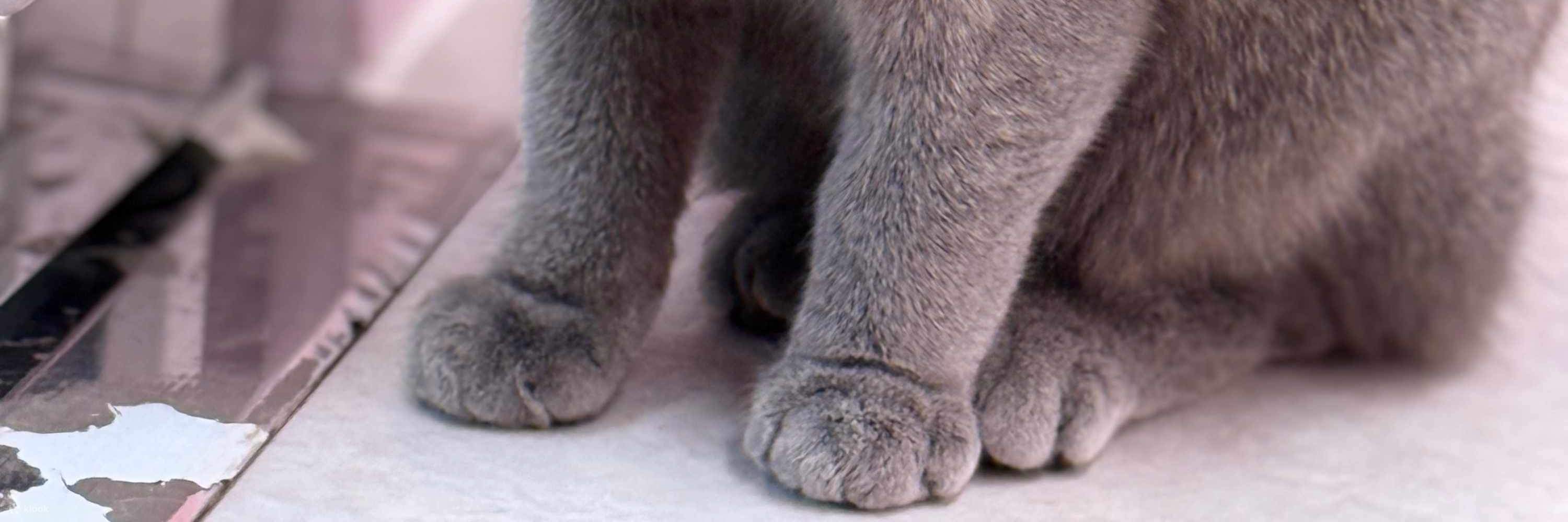 Meow! Đến giờ ôm ấp và chơi đùa rồi—bạn ra chiêu đi!