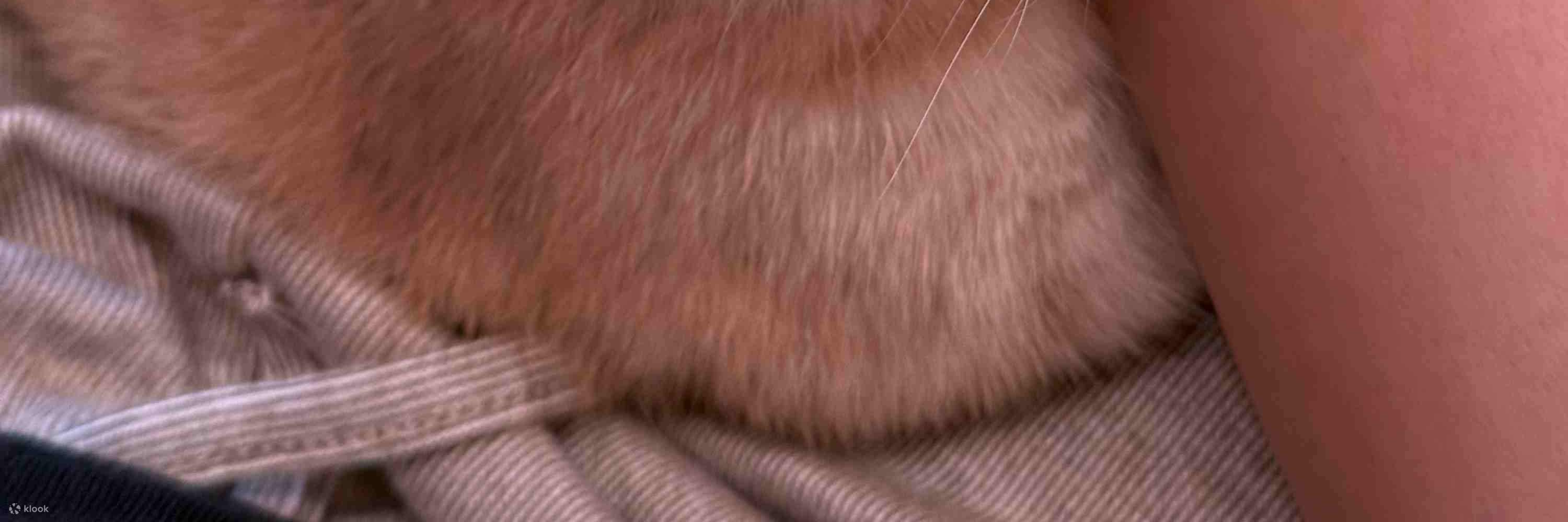 Этот милый маленький пупсик обожает дремать у вас на руках!