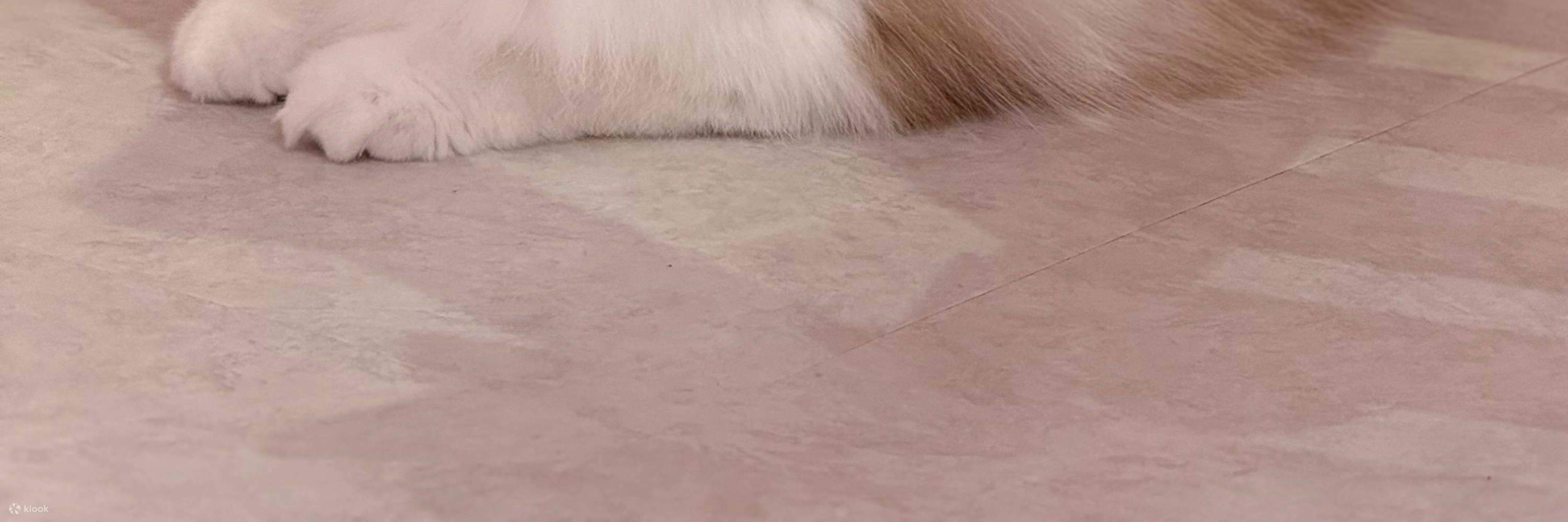 Ehi umani! Venite a giocare con me... miao-gnifico, per favore?