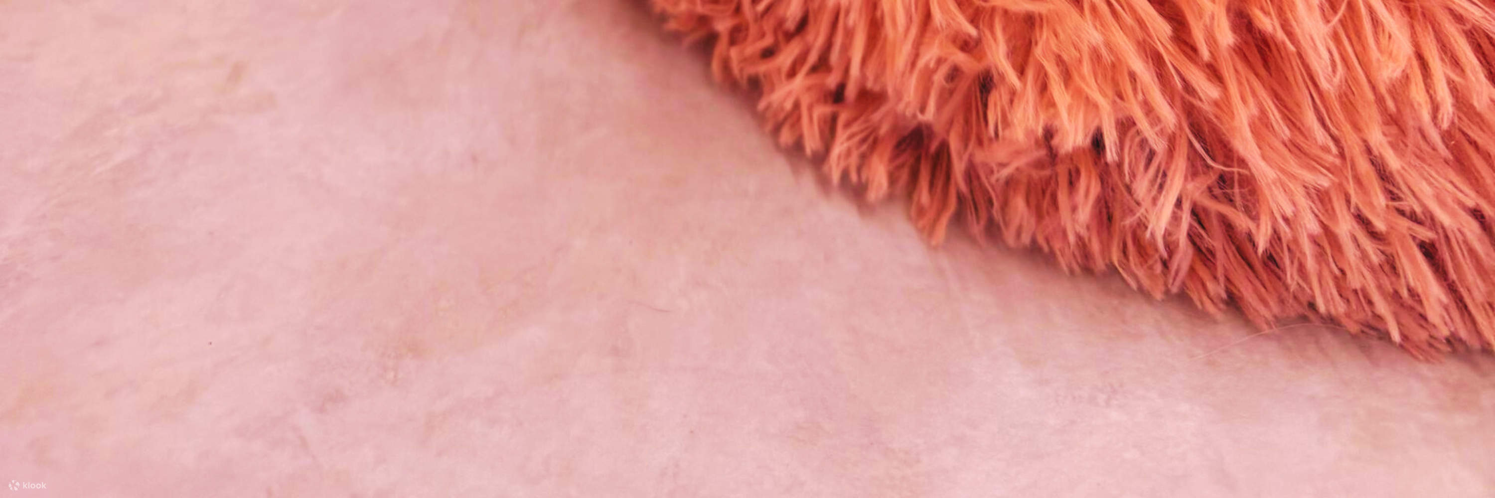 Сфинксы уникальны внешне и покорили всех своим ласковым и живым характером!