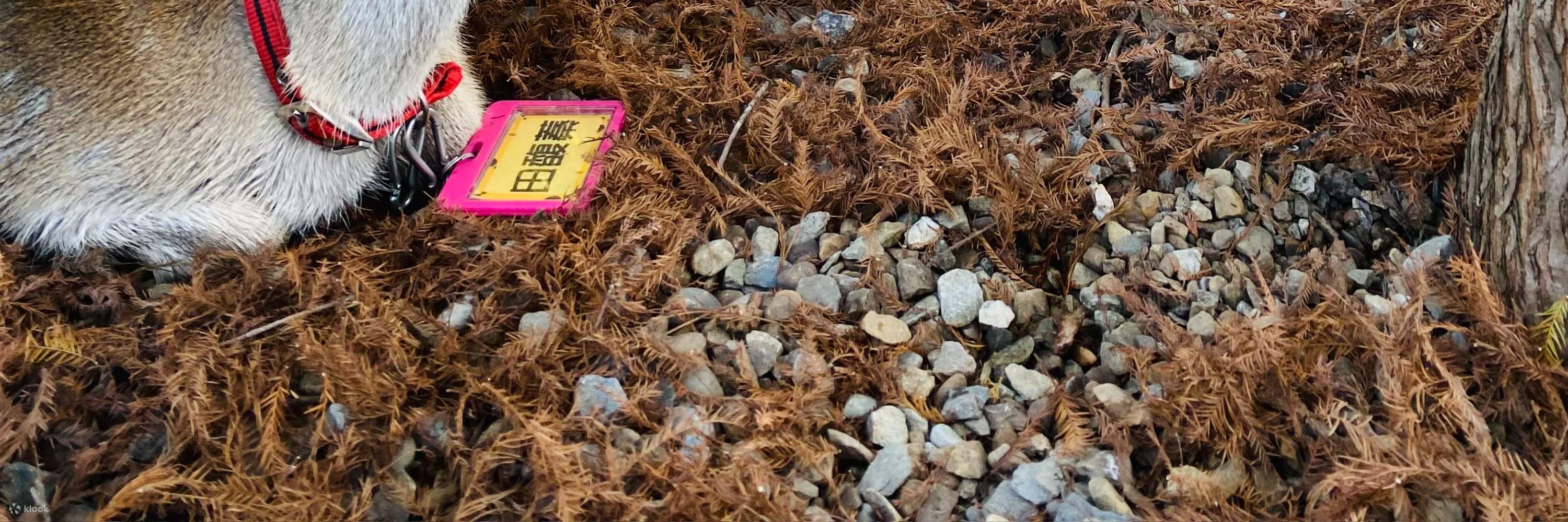 Kastil Pink Zhen Desa Tanduk Rusa