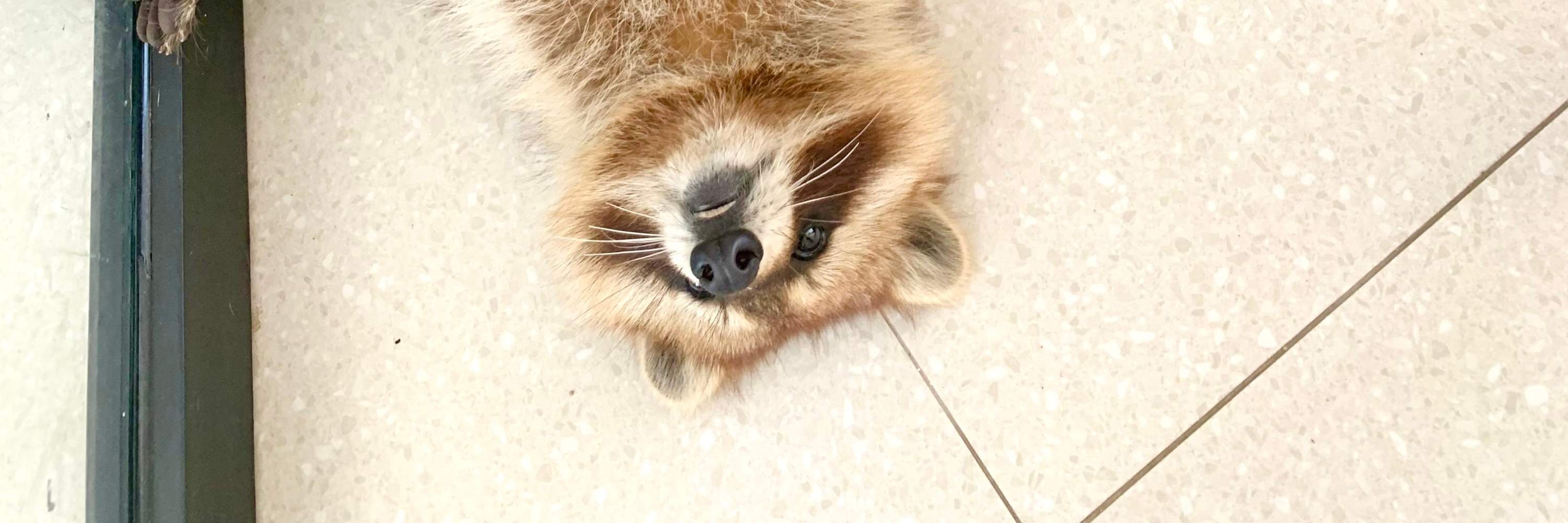 Waschbär-Haustier-Nirwana