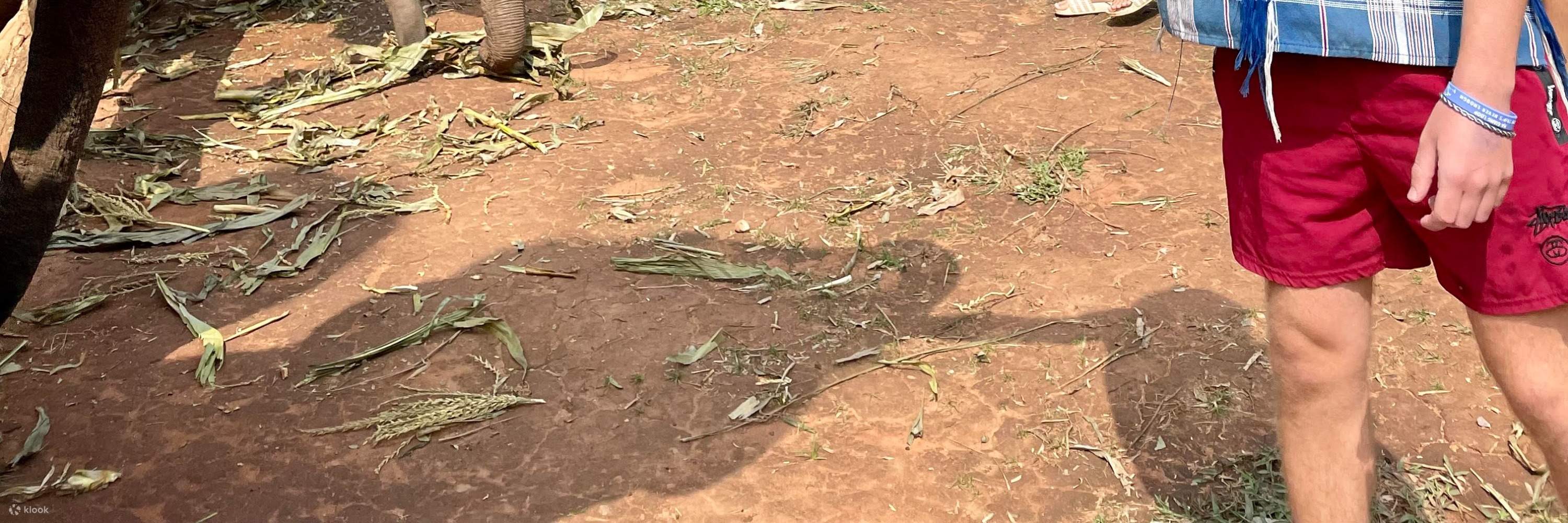 Кормление слона