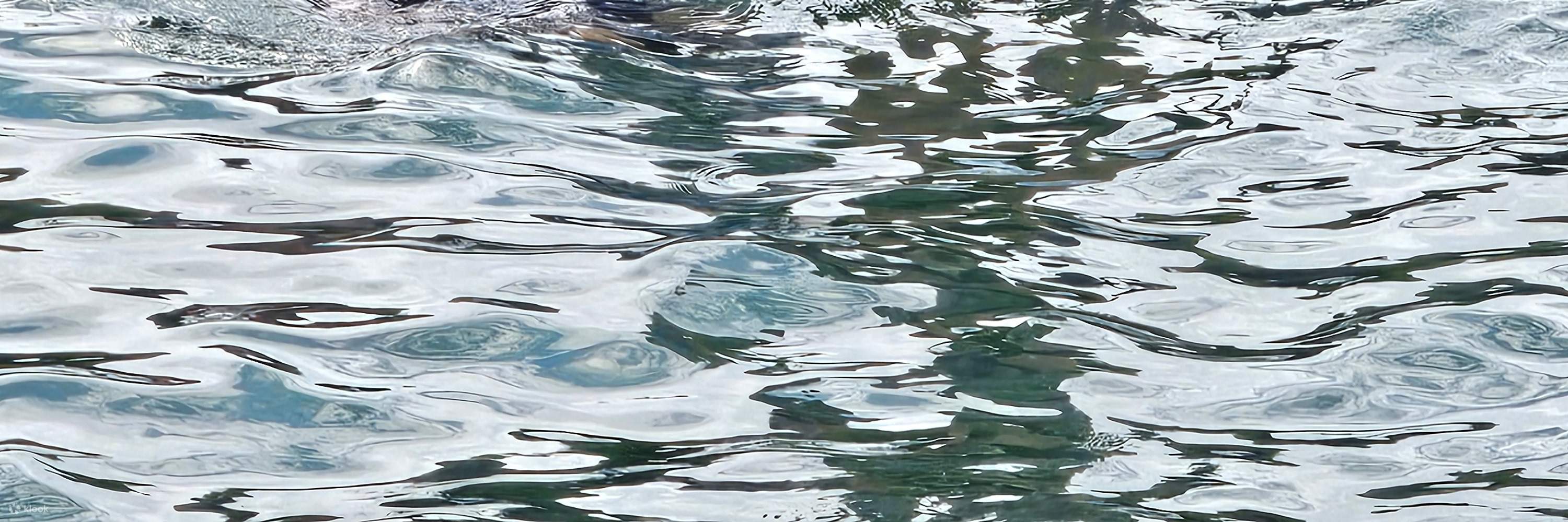 Acceso apto para mascotas