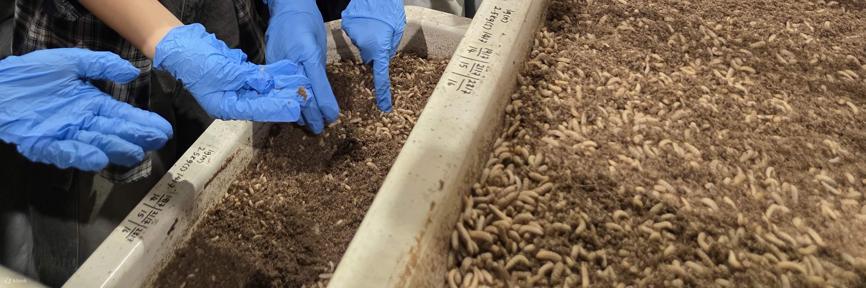 Tour Tham Quan Trang Trại Ruồi Lính Đen Lớn Nhất Singapore