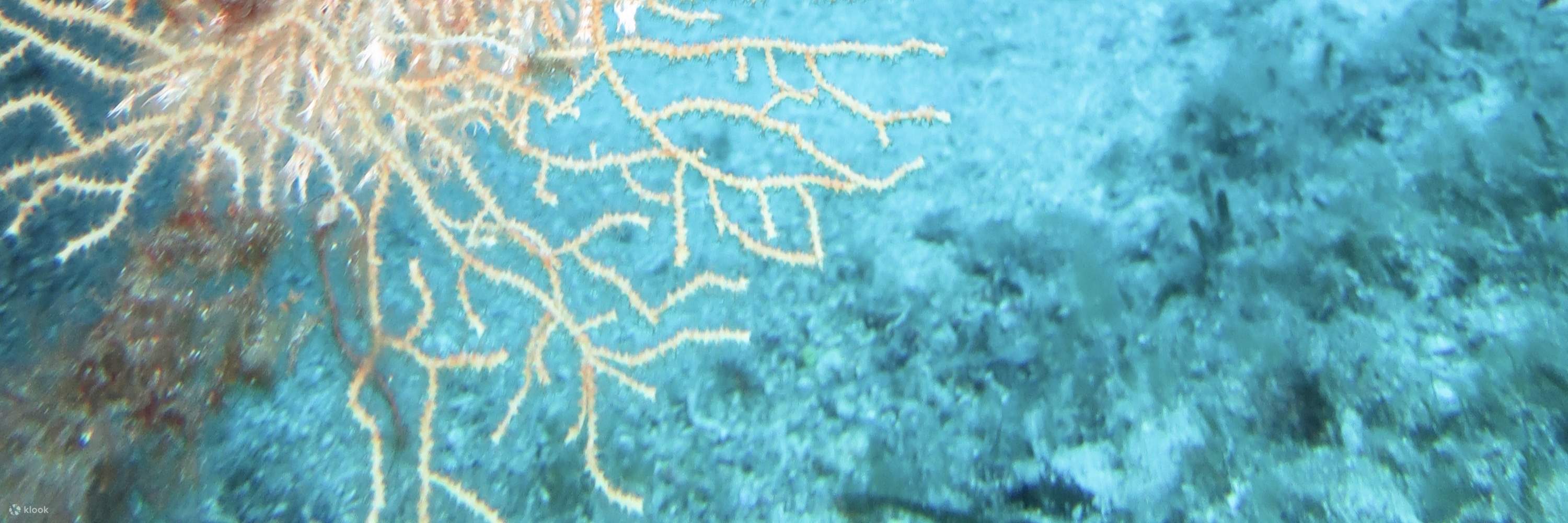 Escursione Subacquea di un Giorno Intero