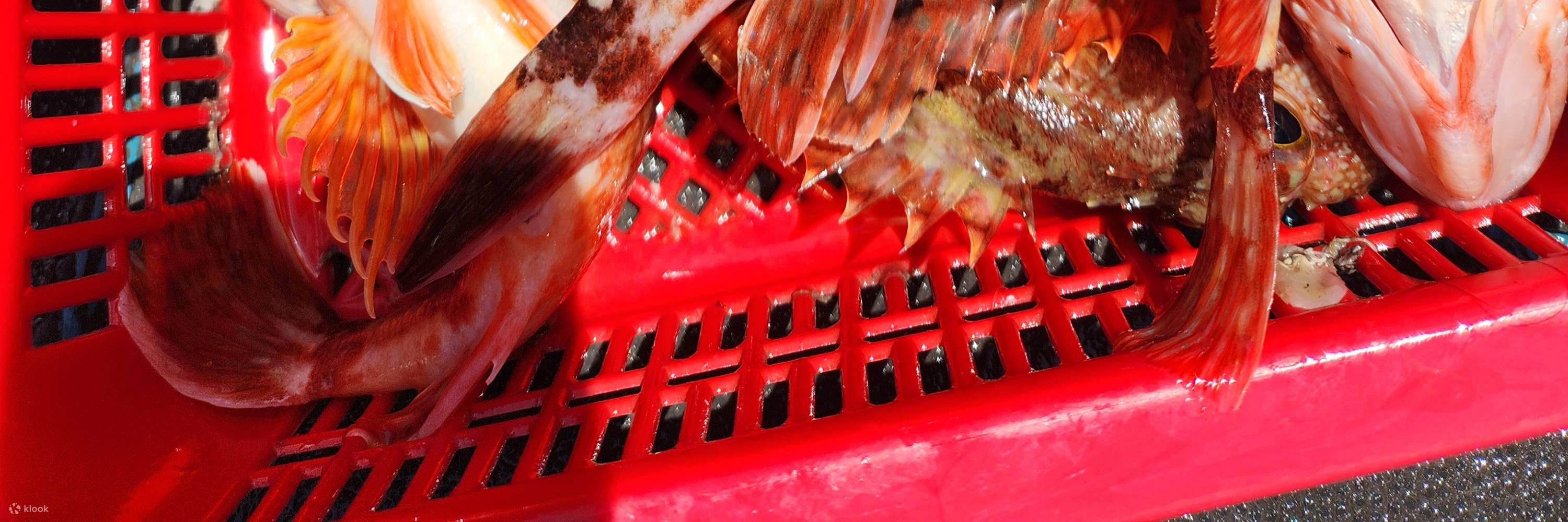 ทัวร์ตกปลาบนเรือในทะเลที่เชจูพร้อมอาหารกลางวัน