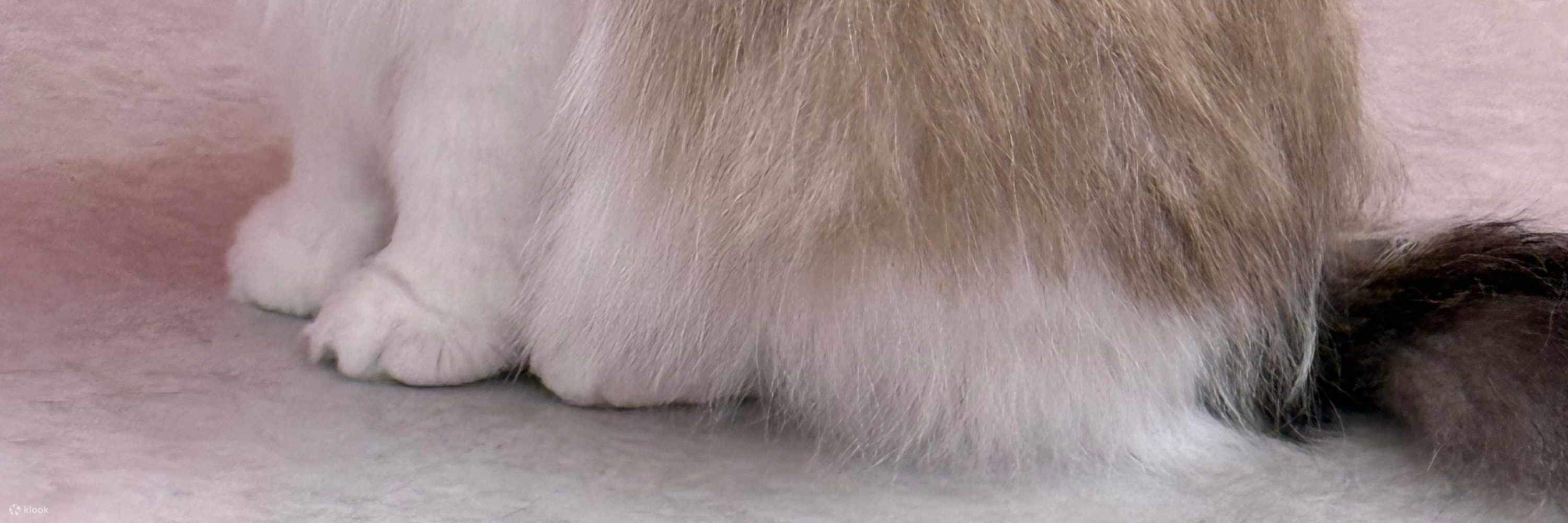 Только позитивные вибрации! Присоединяйтесь ко мне, будет весело? *виляет хвостами*