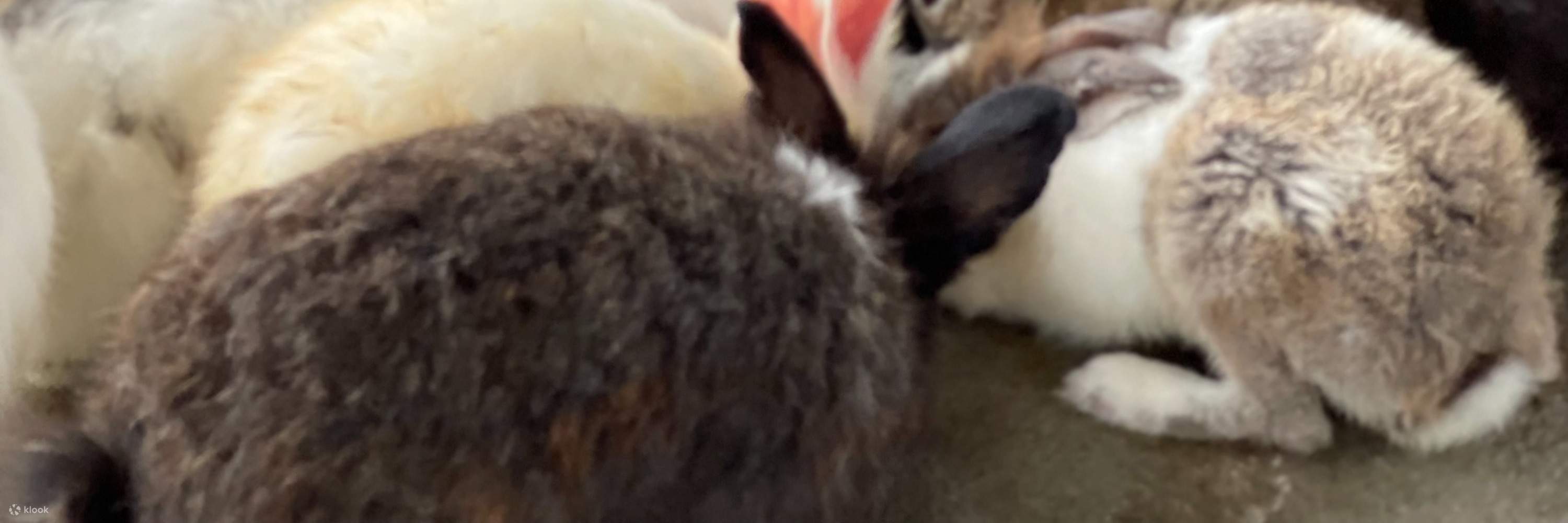 ベントン ファーム