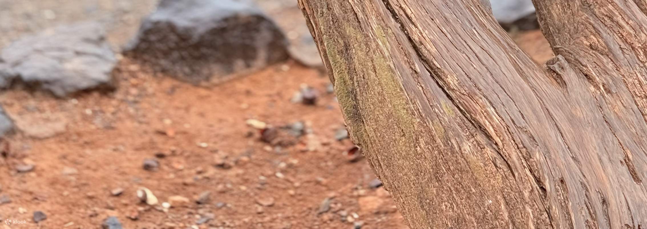 교토 아라시야마 도보 투어: 대나무 숲, 원숭이, 선 & 숨겨진 이야기