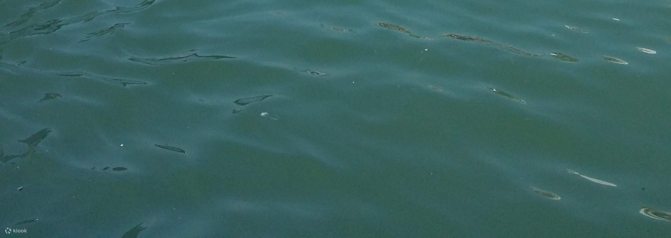 Tiket bot bersiar-siar Tai O