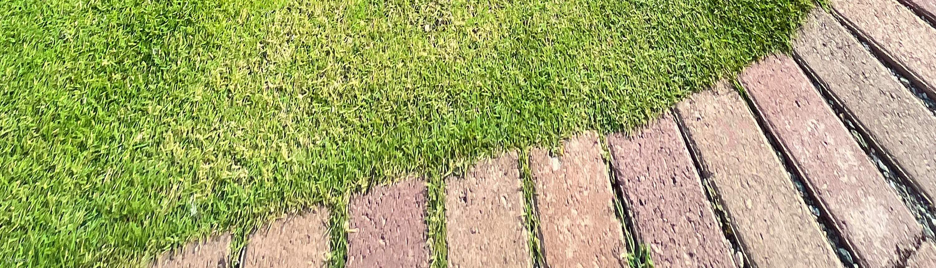 사우스 팜 팡라오의 푸르른 녹음