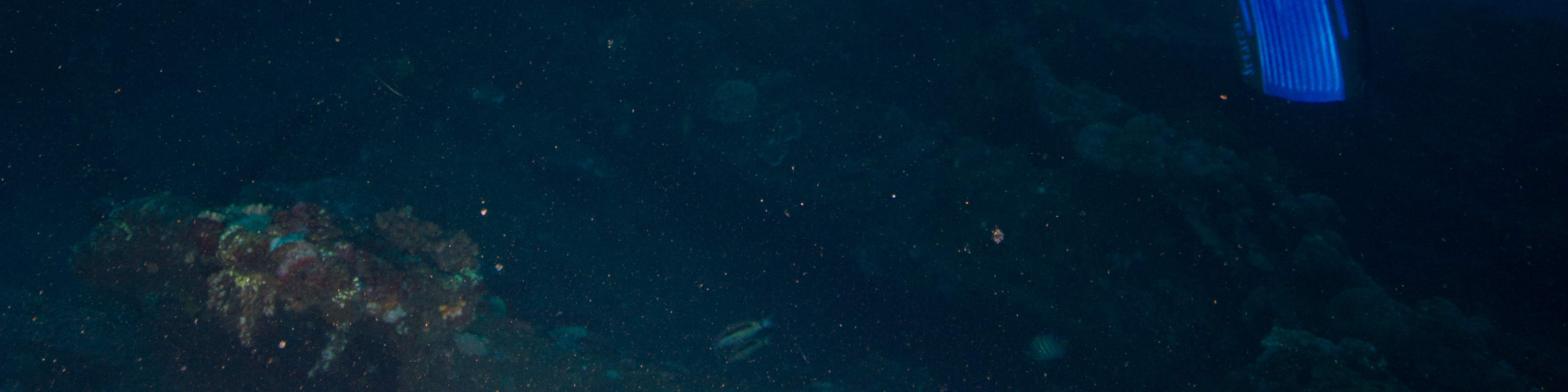 Chứng Chỉ Thợ Lặn PADI